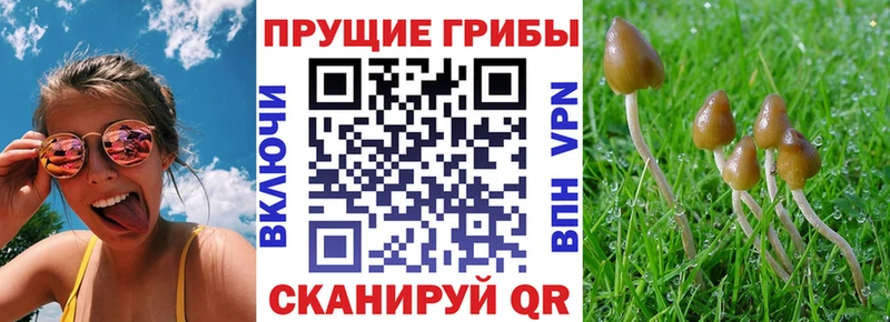 хочу   Ладушкин  Псилоцибиновые грибы мухоморы 